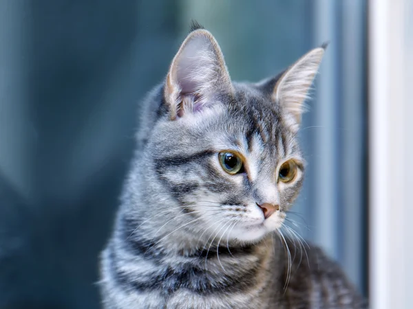 Grijze kitten — Stockfoto