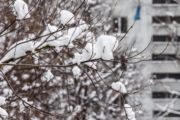 Trädgrenar i parken är täckt av snö efter en snöstorm — Stockfoto