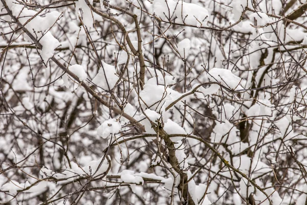 Las ramas del árbol en el parque cubierto de nieve después de una ventisca —  Fotos de Stock