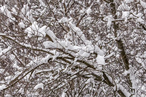 Гілки дерева в парку вкриті снігом після хуртовини — стокове фото