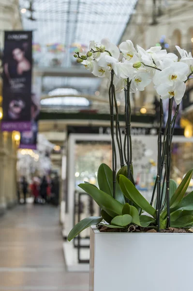 Moscú, Rusia, 15 de febrero de 2015. GUM tienda histórica, uno de los centros comerciales más conocidos. Las flores en el interior de la sala de comercio —  Fotos de Stock