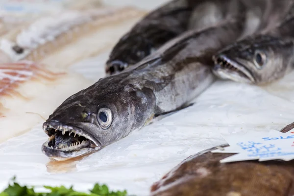 A számláló a halpiac friss tengeri hal — Stock Fotó