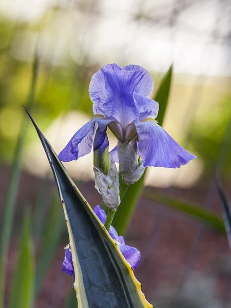 Blume einer lila Iris — Stockfoto