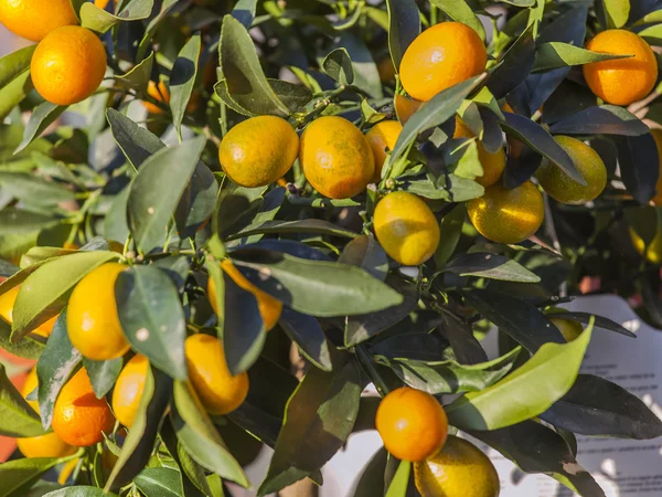 Decorative citrus tree