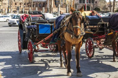 6 Mart 2015 tarihinde, Roma, İtalya. Şehrin sokak, bir turistik bir at araç