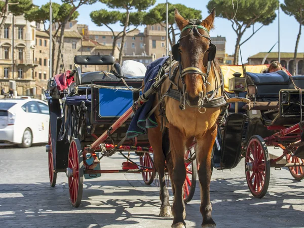 Roma, Itália, em 6 de março de 2015. Um veículo a cavalo na rua da cidade, uma atração turística — Fotografia de Stock