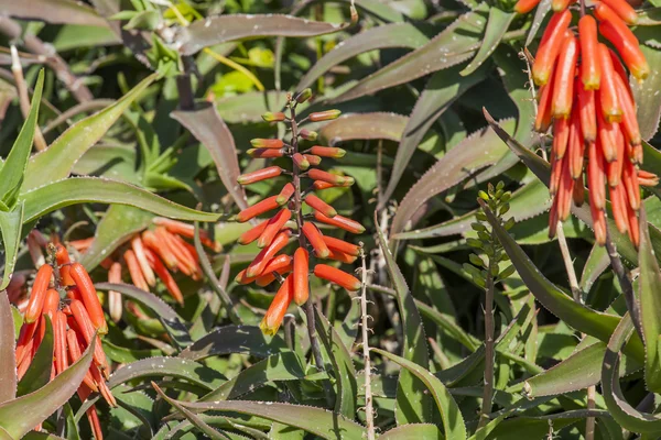 Plante ornementale dans le parc — Photo