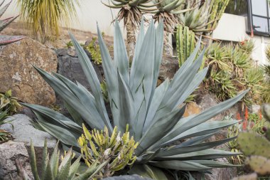 Süs bitki bir kaktüs South Park'ta