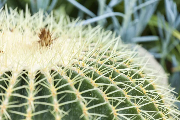 Planta ornamental um cacto no parque do Sul — Fotografia de Stock