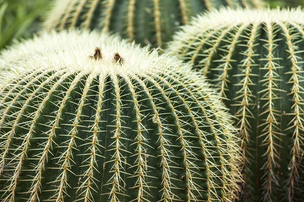 Planta ornamental um cacto no parque do Sul — Fotografia de Stock