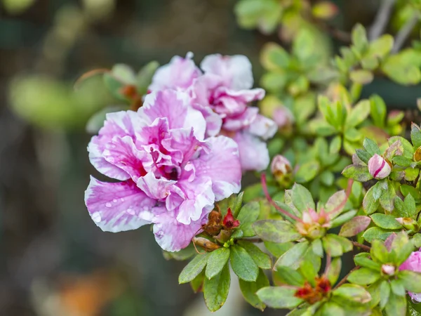 Ornamental plant South park — Stock Photo, Image