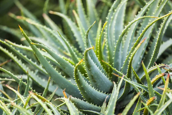 Pianta ornamentale un cactus in South park — Foto Stock