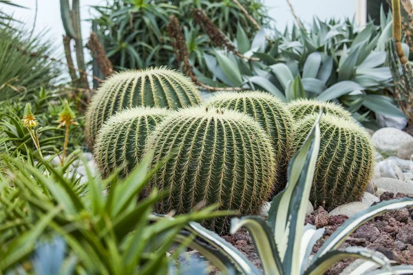Zierpflanze ein Kaktus im Südpark — Stockfoto