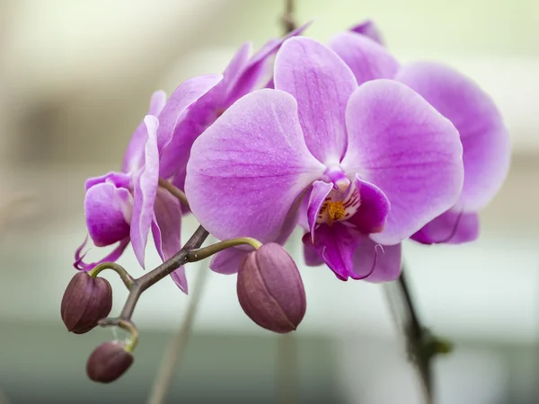 La orquídea floreciente en el parque de la ciudad mediterránea —  Fotos de Stock