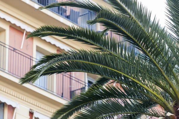 Güzel, Fransa, 14 Mart 2015 tarihinde. Şehir manzarası ile palmiye ağacı — Stok fotoğraf