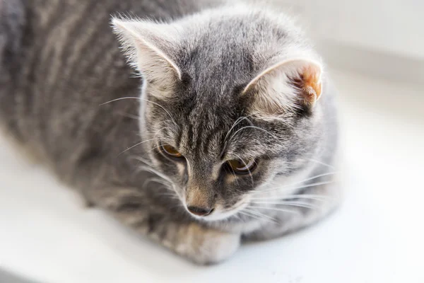 Die graue Katze sitzt auf einem Fensterbrett — Stockfoto