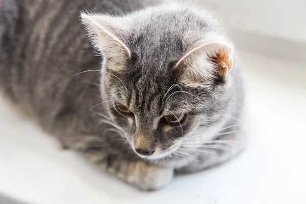 De grijze kat zit op een vensterbank — Stockfoto