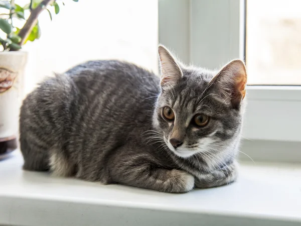 De grijze kat zit op een vensterbank — Stockfoto