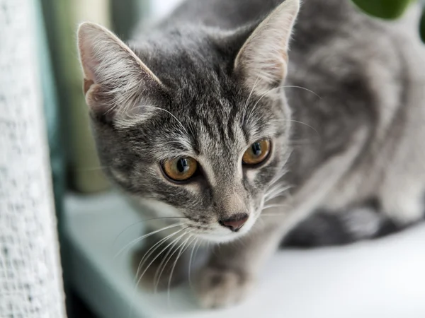De grijze kat zit op een vensterbank — Stockfoto