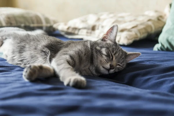 A szürke macska alszik a kanapén — Stock Fotó