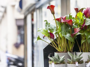 Güzel, 10 Mart 2015 tarihinde Fransa. Bir kentsel ortamda dekoratif çiçek
