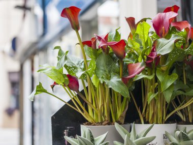 Güzel, 10 Mart 2015 tarihinde Fransa. Bir kentsel ortamda dekoratif çiçek