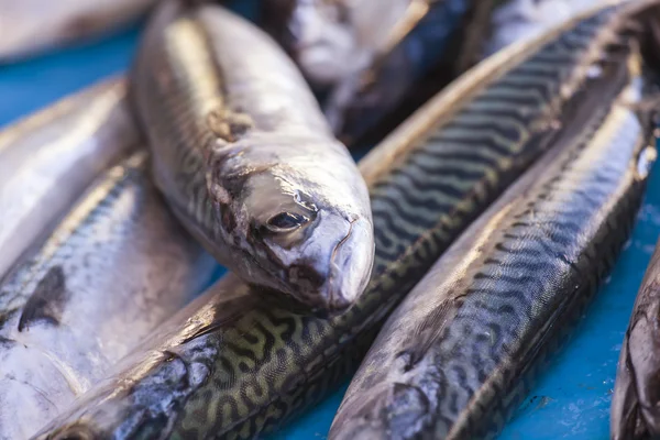 Fresh sea fish on a counter of the fish market — Stock Photo, Image