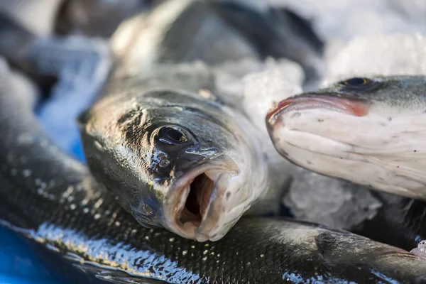 Fresh sea fish on a counter of the fish market — Stock Photo, Image