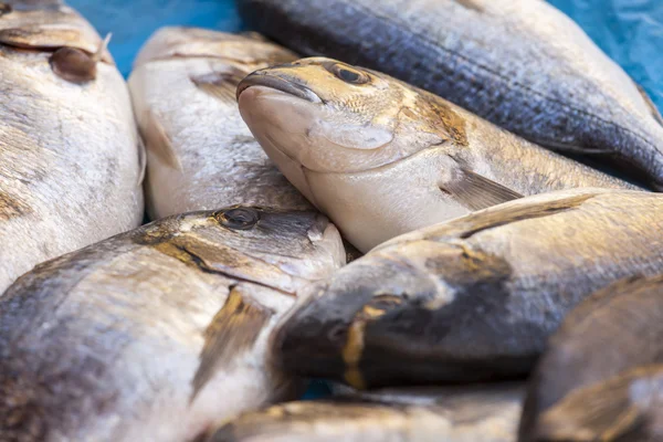 Fresh sea fish on a counter of the fish market — Stock Photo, Image
