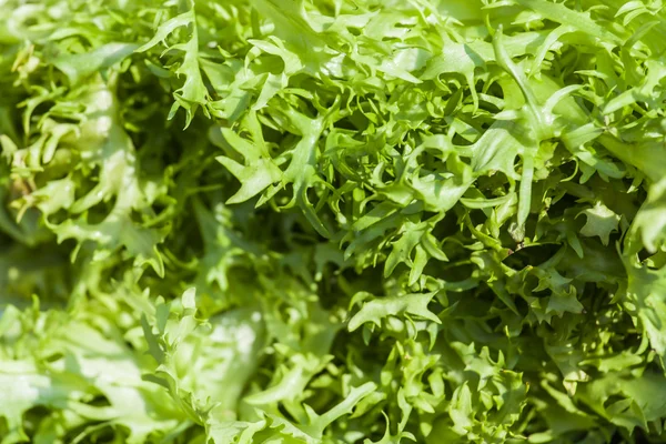 Feuilles d'une salade verte sur un comptoir de marché — Photo