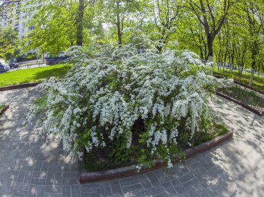 Pushkino, Rusya, 13 Mayıs 2015 tarihinde. Şehir, çiçek açması kuş kiraz, balıkgözü görünüm Bulvarı