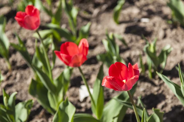 Red tulips on a bed in the spring — Stock Photo, Image