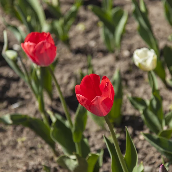 Los tulipanes rojos sobre la cama en primavera —  Fotos de Stock