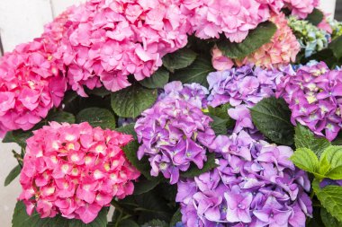 Ortanca çeşitli renk