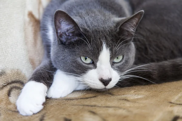 O gato cinza senta-se em um sofá — Fotografia de Stock