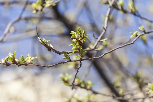 Branche d'arbre avec jeunes feuilles — Photo