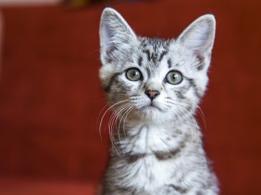 Küçük gri komik kedi yavrusu