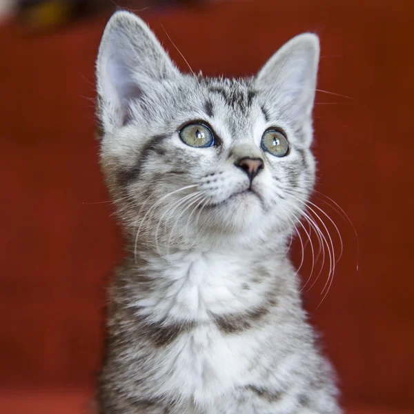 Little gray amusing kitten — Stock Photo, Image