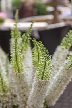 bir kentsel ortamda dekoratif çiçek