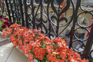 Kentsel bir ortamda çiçekler