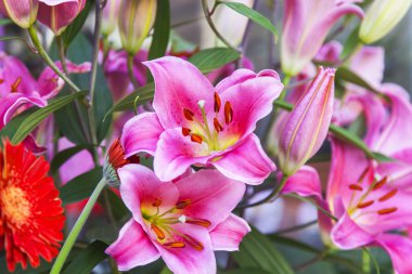 Çiçekçi dükkanı bir gösteri pencere üzerinde pembe lilyum buketi