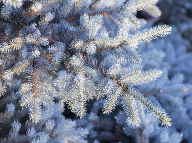 Bir mavi dekoratif çam ağacı dalları ile Güneş yaktı