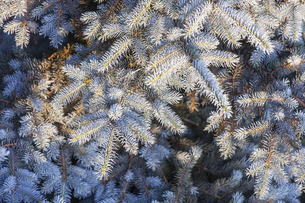 The branches of a blue decorative fir-tree lit with the sun — Stock Photo, Image