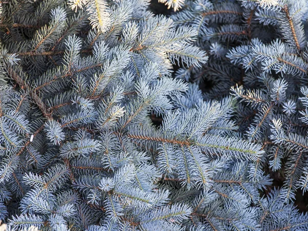 Ветви синей декоративной елки, освещенной солнцем — стоковое фото