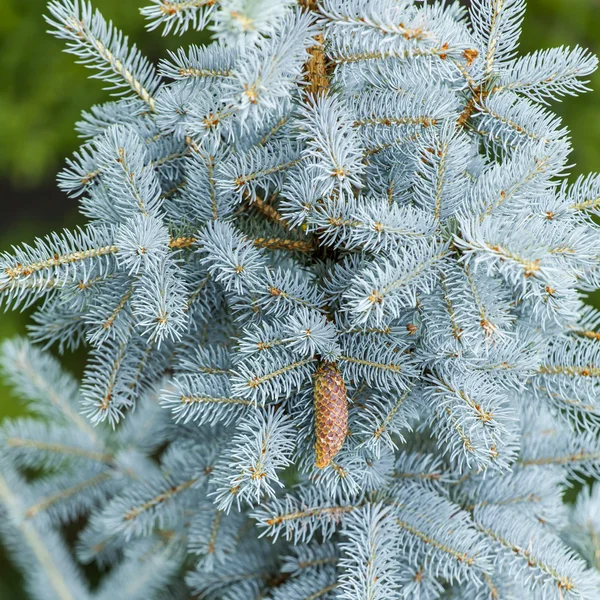 Les branches d'un sapin décoratif bleu éclairé par le soleil — Photo