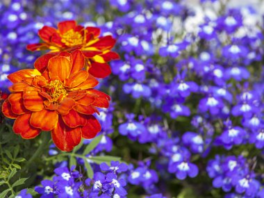 Kentsel bir ortamda çiçekler