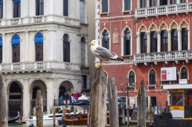 Venice, İtalya - 3 Mayıs 2015 tarihinde. Martı Grand Kanal (Canal Grande) setin bir mimari kompleks karşı demirleme teknede oturur