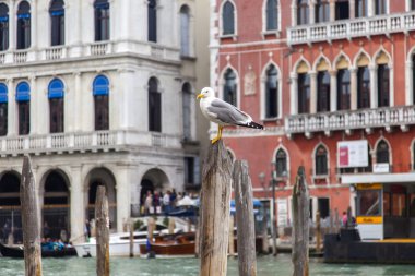 Venice, İtalya - 3 Mayıs 2015 tarihinde. Martı Grand Kanal (Canal Grande) setin bir mimari kompleks karşı demirleme teknede oturur