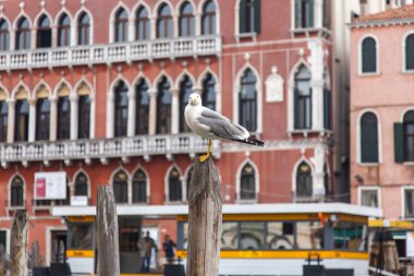 Venice, İtalya - 3 Mayıs 2015 tarihinde. Martı Grand Kanal (Canal Grande) setin bir mimari kompleks karşı demirleme teknede oturur