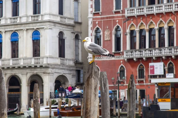 Venice, İtalya - 3 Mayıs 2015 tarihinde. Martı Grand Kanal (Canal Grande) setin bir mimari kompleks karşı demirleme teknede oturur